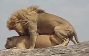 lion dominant nature