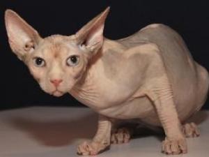Comment deviner si elle a la chatte poilue?