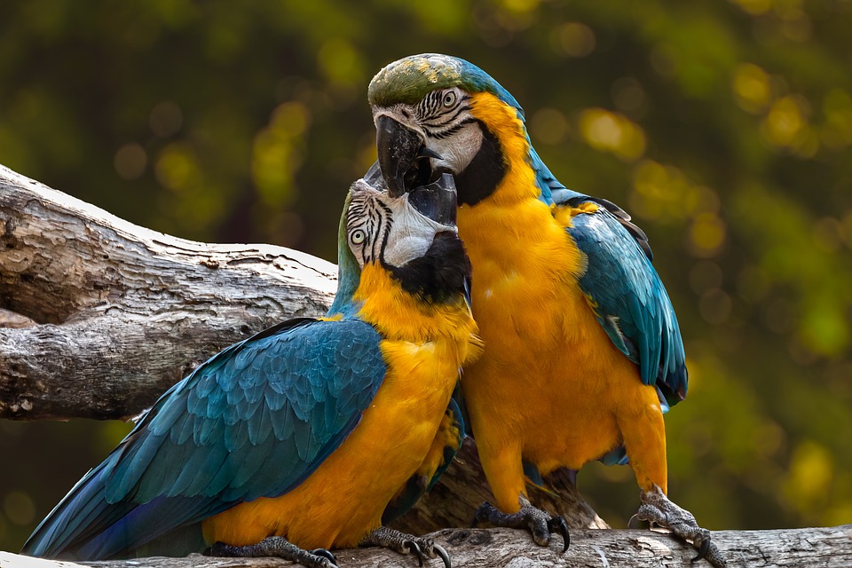 couple
