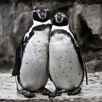couple animaux