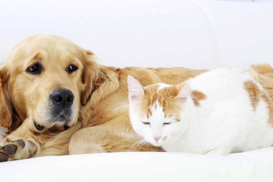 homme chien femme chat