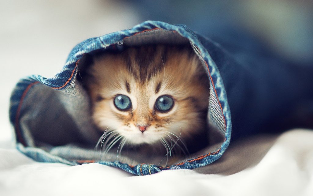 les hommes sont comme les chiens les femmes sont comme les chats
