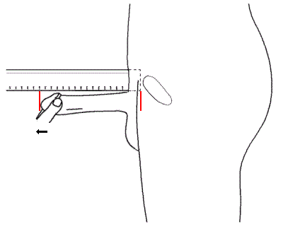 taille de penis