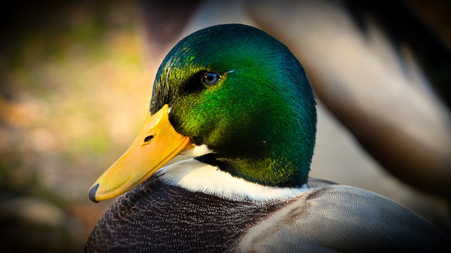 canard avec les filles