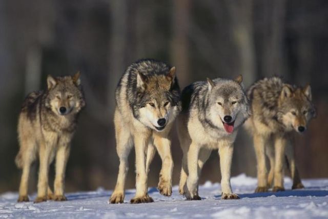 male alpha loup