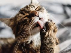 lecher une chatte